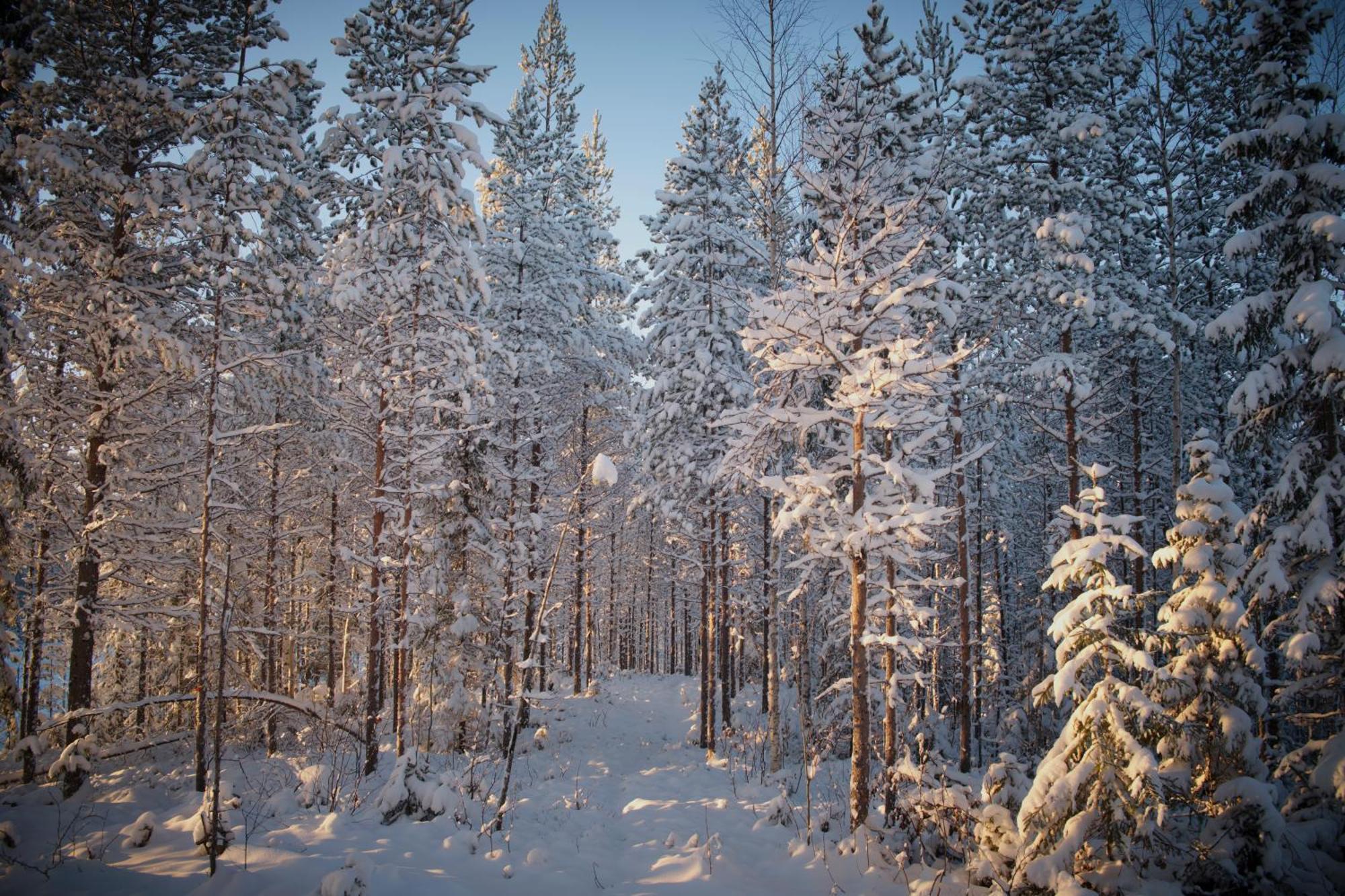 Hotel Langforsen Glamping & Lapland Experience Lapptrask Exterior foto